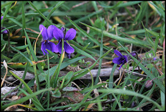 Viola odorata