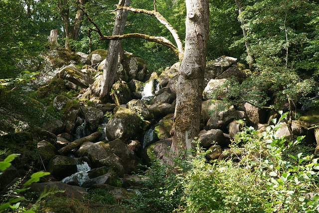 Becky Falls Ancient Woodland Park