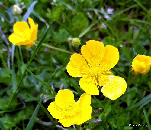 Buttercups.