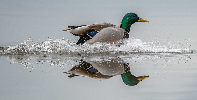 Mallard