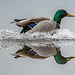 Mallard