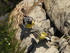 Nourrissage de bergeronnette des ruisseaux