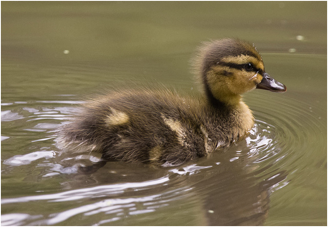 IMG 9425 Duckling