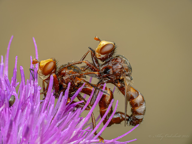 Thickheaded flies