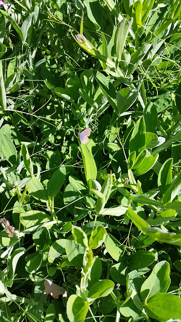 Common grass blue