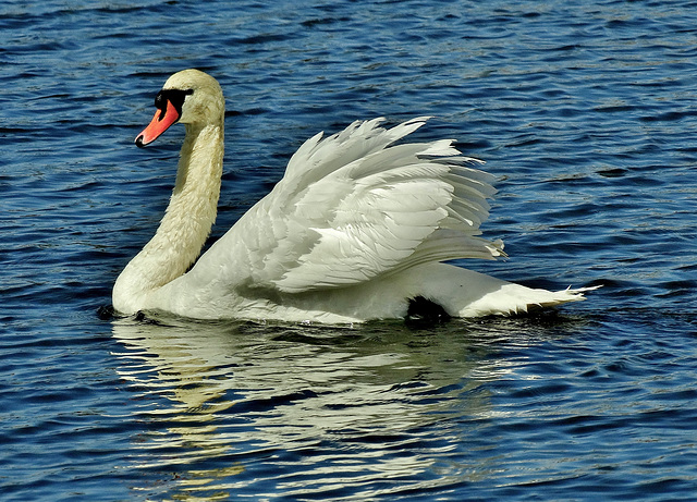 Swans on Killingworth Lake. N.Tyneside