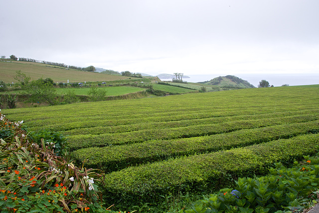 Plantation de thé Gorreana à Maia