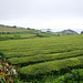 Plantation de thé Gorreana à Maia