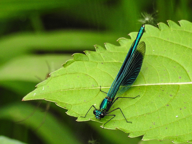 20170611 1796CPw [D~LIP] Gebänderte Prachtlibelle (Calopteryx splendens) [m], UWZ, Bad Salzuflen