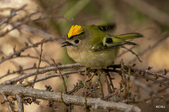 The Goldcrest family are back in residence
