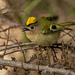 The Goldcrest family are back in residence