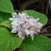 20120531-0115 Hydrangea macrophylla (Thunb.) Ser.