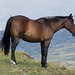 Cown Edge Horse