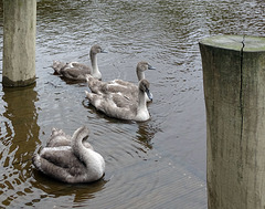 Four Cygnets on the Severn