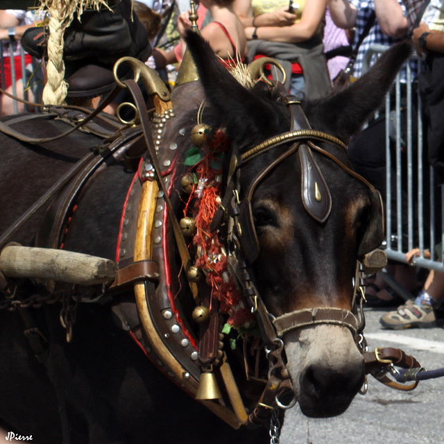 Mule en habit de fête