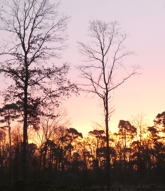 Morgenrot orangerot