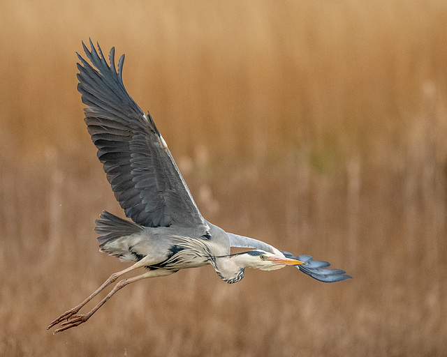 Heron