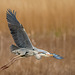 Heron