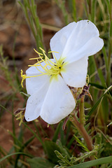 Dwarf Evening Primrose