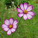 Duo de Cosmos