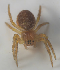 IMG 2934-CR2 DxO DeepPRIME -1Spiderv5