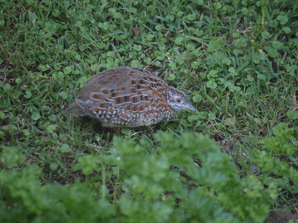 Quail 0318 3151223