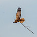 Marsh harrier