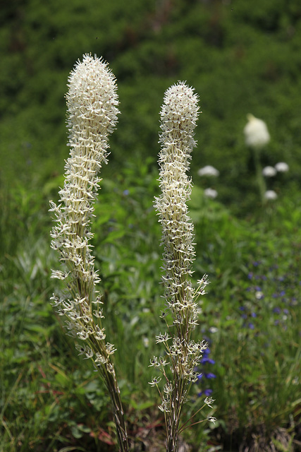 Bear Grass