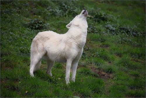 Loup arctique