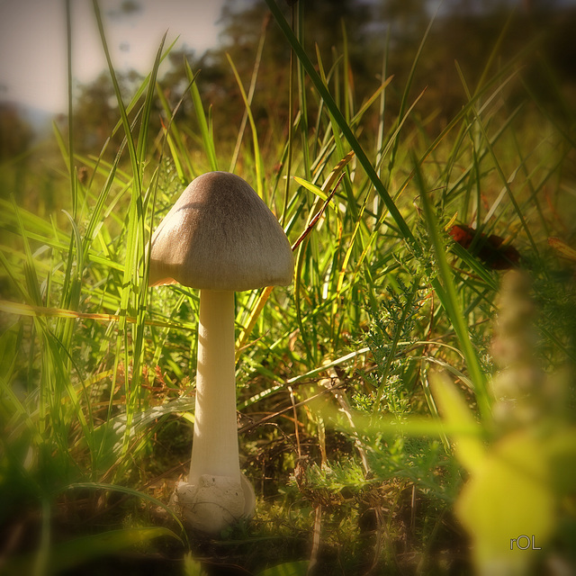 Dans l'herbe haute, au soleil couchant