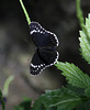 Blauer Mondfalter