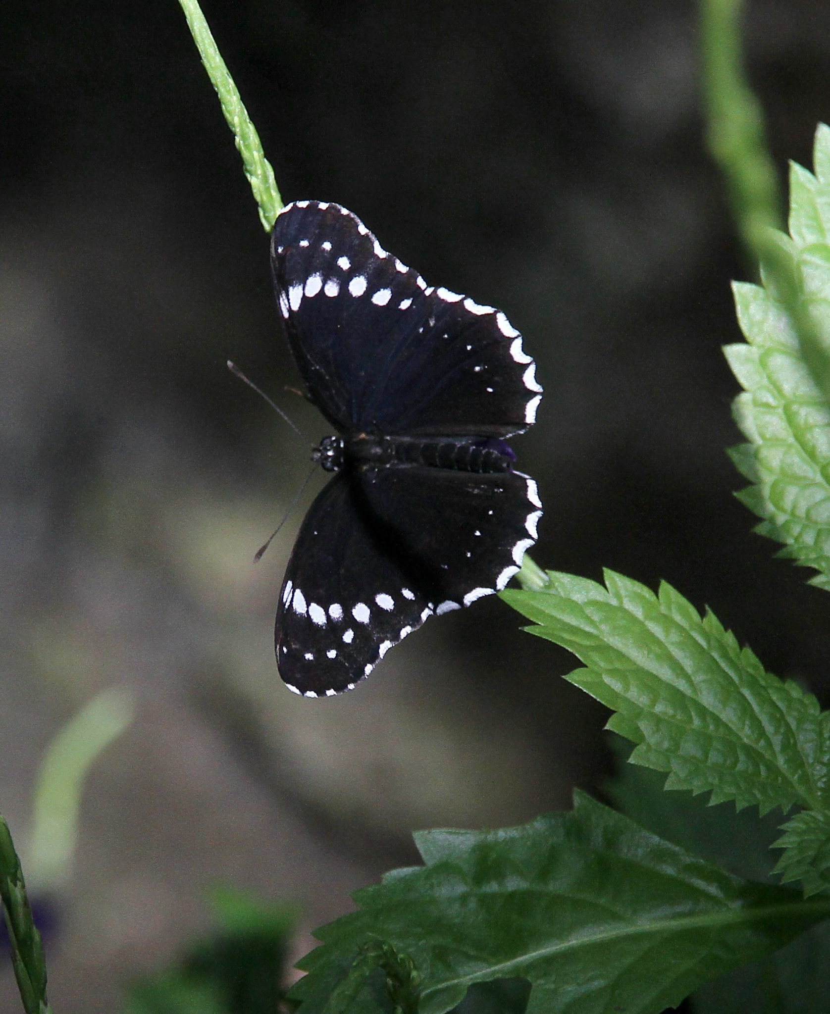 Blauer Mondfalter