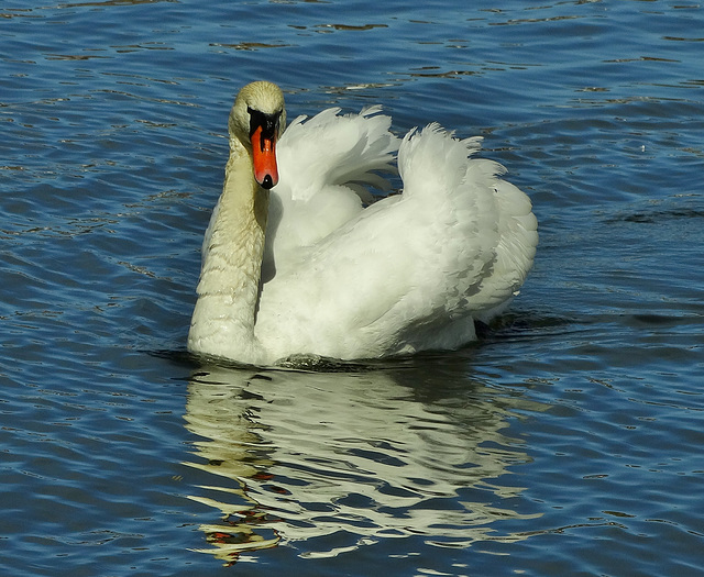 Swans on Killingworth Lake. N.Tyneside