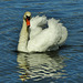 Swans on Killingworth Lake. N.Tyneside