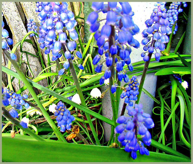 Grape Hyacinths and Snowflakes,