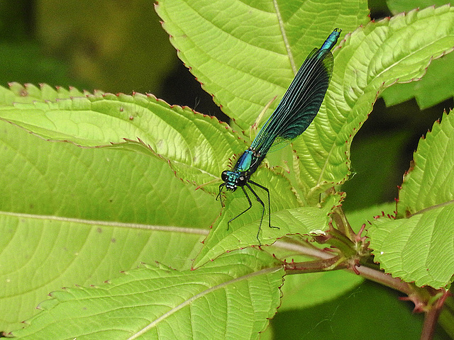 20170611 1803CPw [D~LIP] Gebänderte Prachtlibelle (Calopteryx splendens) [m], UWZ, Bad Salzuflen