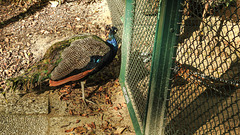 20181021 4287CPw [D~HF] Pfau, Kaiser-Fasan, Tierpark Herford