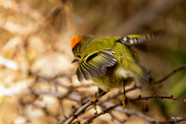 The Goldcrest family are back in residence