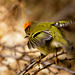 The Goldcrest family are back in residence