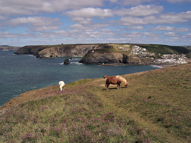 Shetland Ponies on Treaga Hill, Portreath