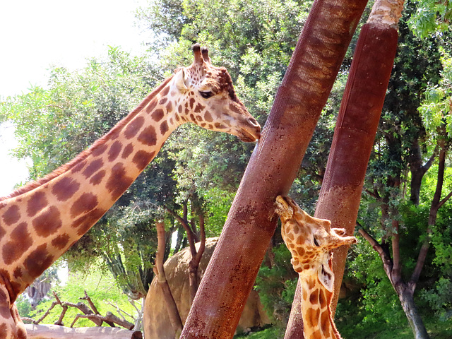 Biopark Valencia, 95