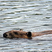 Beaver swimming in the Bow River