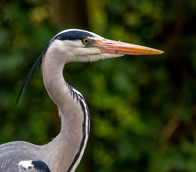 Heron