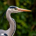 Heron