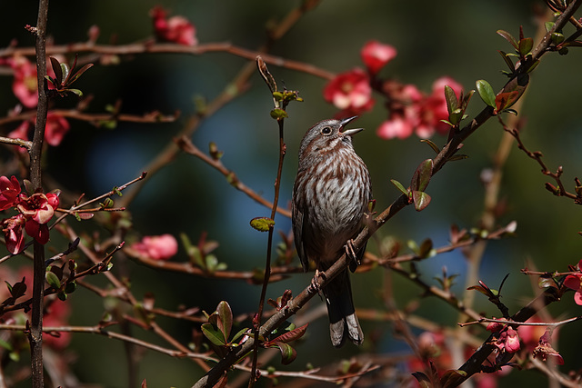 Song Sparrow