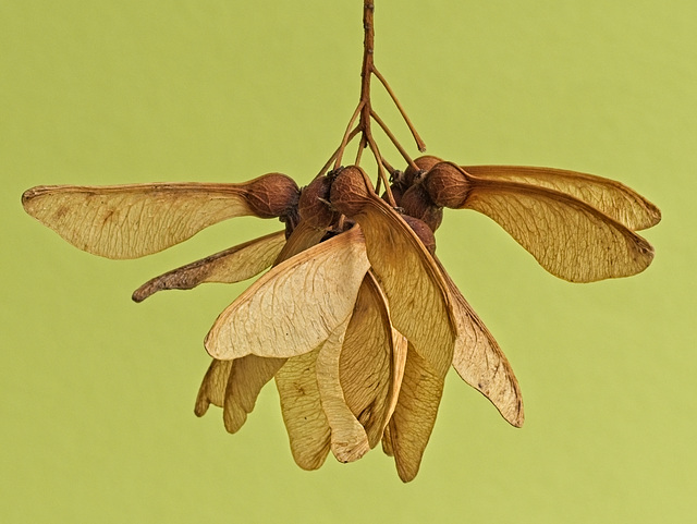 Sycamore......Seed Pods