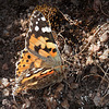 Belle-Dame ou Vanesse des chardons, Painted Lady (Vanessa cardui)