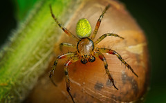 Die Kürbisspinne (Araniella cucurbitina) ist übers Schneckenhaus gekommen :)) The pumpkin spider (Araniella cucurbitina) has come over the snail shell :)) L'araignée citrouille (Araniella cucurbitina) est venue sur la coquille d'escargot :))