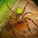 Die Kürbisspinne (Araniella cucurbitina) ist übers Schneckenhaus gekommen :)) The pumpkin spider (Araniella cucurbitina) has come over the snail shell :)) L'araignée citrouille (Araniella cucurbitina) est venue sur la coquille d'escargot :))