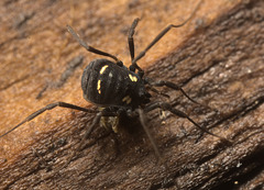 IMG 2960-CR2 DxO DeepPRIME -1Harvestmanv2